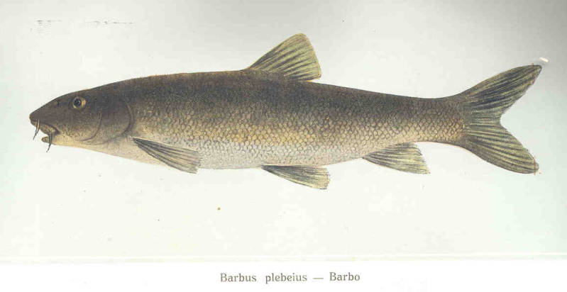 Barbus plebejus Bonaparte, 1839